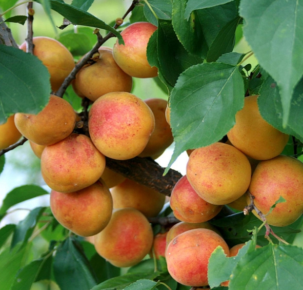 Абрикос Товарищ